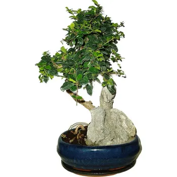 Sazenice Pokojová bonsaj Carmona microphylla - čaj fuki 521