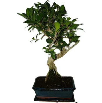 Sazenice Ficus retusa - fíkovník - bonsai 445