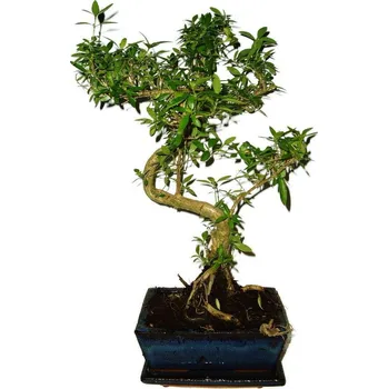 Sazenice Serissa foetida - strom tísíce hvězd 433