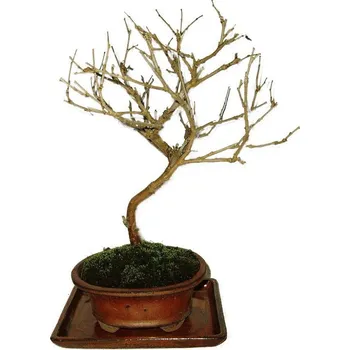 Sazenice Morus - morušovník 564