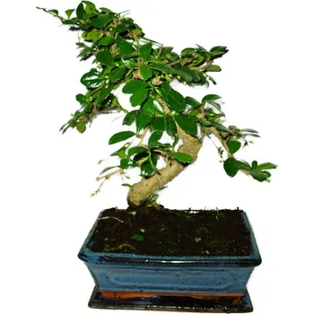 Sazenice Pokojová bonsaj Carmona microphylla - čaj fuki 422