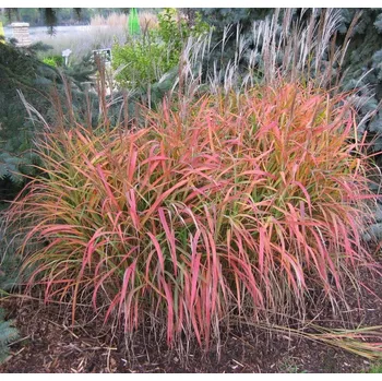 Semeno Lukon Glads Miscanthus sinensis PURPLE FALL - ozdobnice čínská