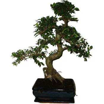 Sazenice Zelkova 479 - pokojové bonsaje