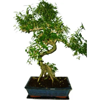 Sazenice Serissa foetida - strom tísíce hvězd 531