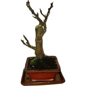 Sazenice Ficus carica - fíkovník plodící fíky 567