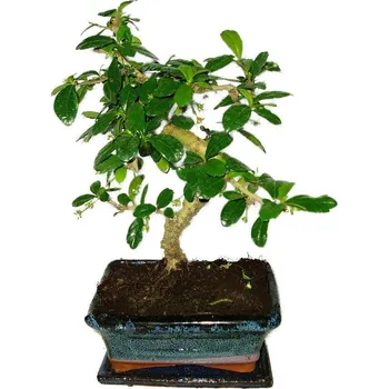 Sazenice Pokojová bonsaj Carmona microphylla - čaj fuki 373