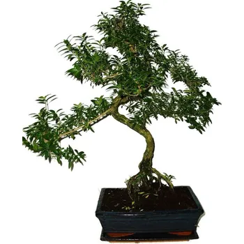 Sazenice Serissa foetida - strom tísíce hvězd 532