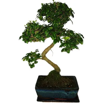 Sazenice Ligustrum chinensis ptačí zob 424