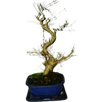 Sazenice Punica granatum - granátové jablíčko 578