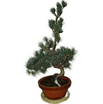 Sazenice Pinus pentaphila 558 - venkovní bonsaje