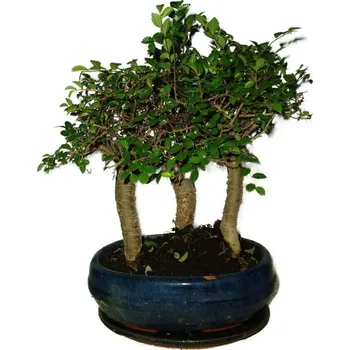 Sazenice Zelkova 516 - stromořadí - pokojová bonsaj