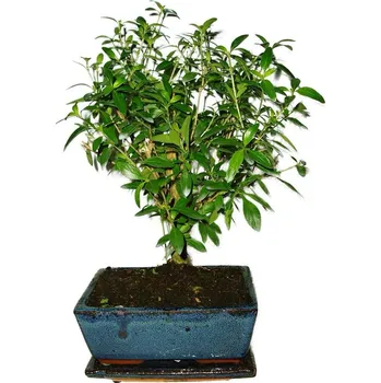 Sazenice Serissa foetida - strom tísíce hvězd 471