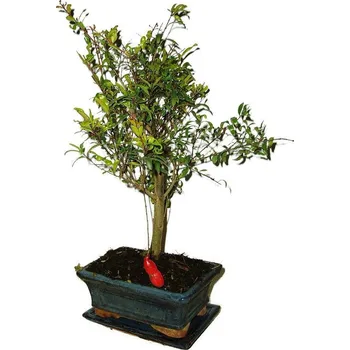 Sazenice Punica granatum - granátové jablíčko 571