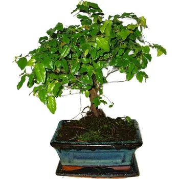 Sazenice Pokojová bonsai - Sagerethia thea 472