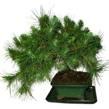 Sazenice Bonsai Pinus halepensis 557