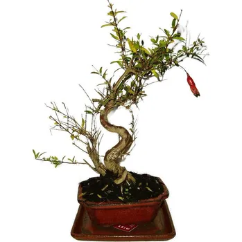 Sazenice Punica granatum - granátové jablíčko 565