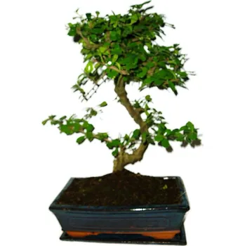 Sazenice Pokojová bonsaj Carmona microphylla - čaj fuki 530