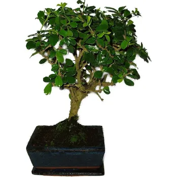 Sazenice Pokojová bonsaj Carmona microphylla - čaj fuki 439