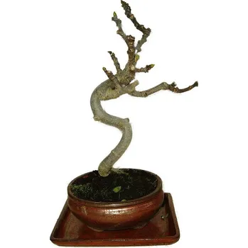 Sazenice Gingko biloba - jinan dvoulaločný 566