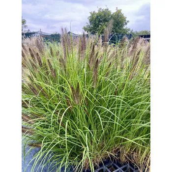 Semeno Lukon Glads Pennisetum alopecuroides var. viridescens - dochan, vousatec