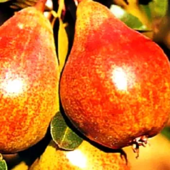 Sazenice HRUŠEŇ CLAPPOVA - Podnož Kdouloň