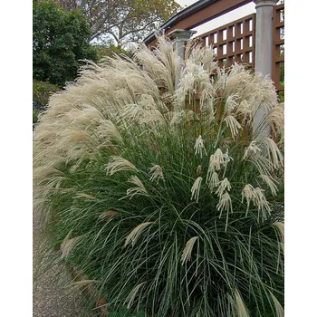 Semeno Lukon Glads Miscanthus sinensis YAKUSHIMA DWARF - ozdobnice čínská