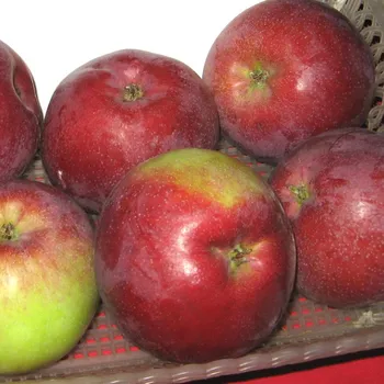 Sazenice JABLOŇ ´VYSOČINA´ - Podnož M26