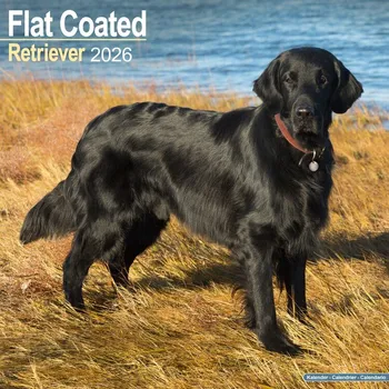Kalendář Kalendář 2026 Flat Coated Retriever