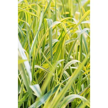 Semeno Lukon Glads Phalaris arundinacea ARTIC SUN - chrastice rákosovitá