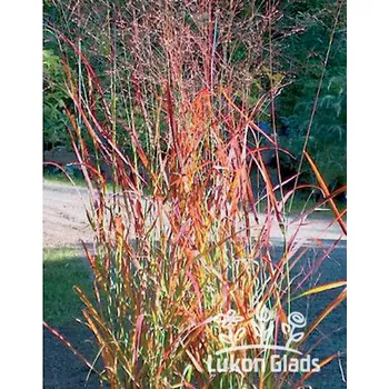 Semeno Lukon Glads Panicum virgatum REHBRAUN - proso prutnaté