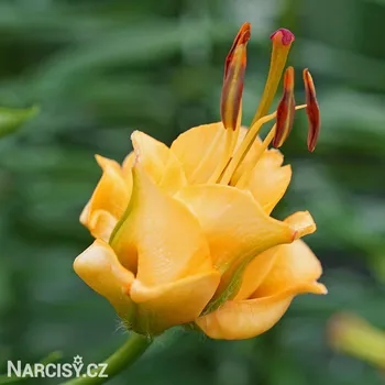 Cibulovina Lilie - Apricot fudge .: 1 ks