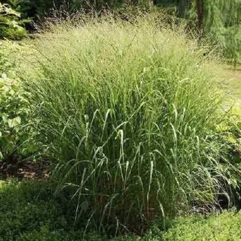 Semeno Lukon Glads Panicum virgatum STRICTUM - proso prutnaté