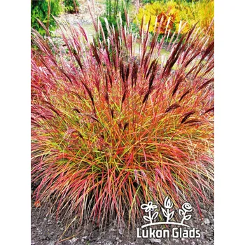 Semeno Lukon Glads Miscanthus sinensis RED CHIEFT - ozdobnice čínská