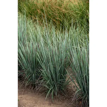 Semeno Lukon Glads Schizachyrium scoparium STANDING OVATION - vousatice