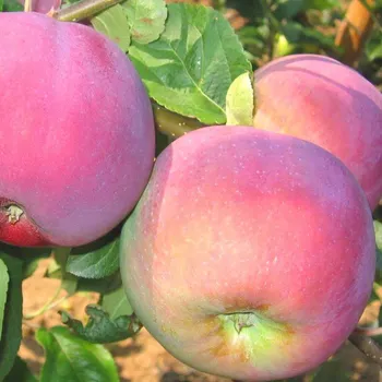 Sazenice JABLOŇ ´MIVIBE´ - Podnož M26