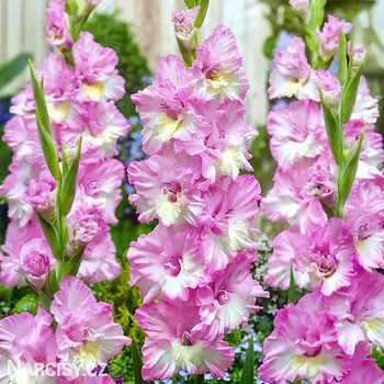 Cibulovina Mečík - Cera Corfinio .: 5 ks