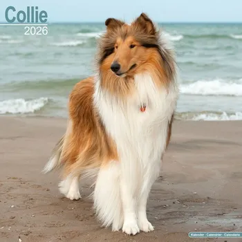 Kalendář Kalendář 2026 Collie
