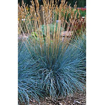 Semeno Lukon Glads Festuca glaucantha - kostřava modrá