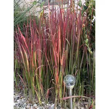 Semeno Lukon Glads Imperata cylindrica RED BARON - japonská krvavá tráva, imperáta válcovitá