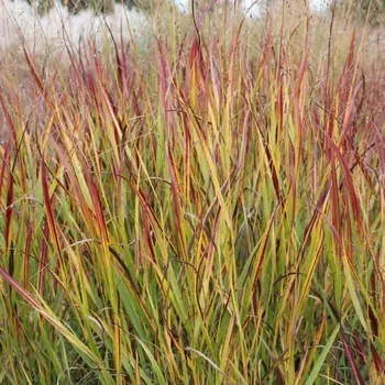 Semeno Lukon Glads Panicum virgatum ROTSTRAHLBUSCH - proso
