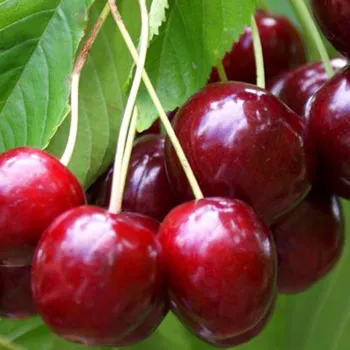 Sazenice TŘEŠEŇ STELLA - SAMOSPRAŠNÁ - Podnož mahalebka