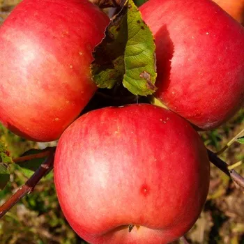 Sazenice JABLOŇ RUBINSTEP - Podnož M26
