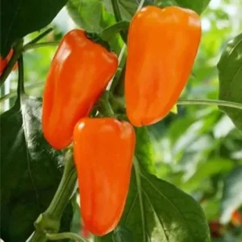 Semeno BIO Paprika Flynn F1 - Capsicum annuum - bio osivo papriky - 6 ks