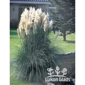 Semeno Lukon Glads Cortaderia selloana WHITE FEADER - kortadérie, pampová tráva
