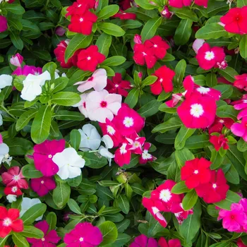 Semeno Barvínek Mediterranean Mix F1 - Catharanthus roseus - semena barvínku - 30 ks