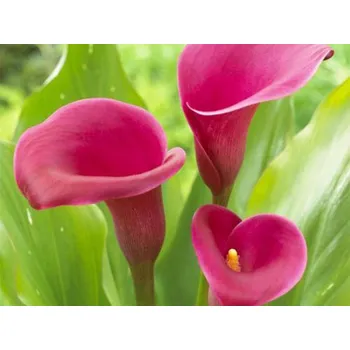 Cibulovina Kala 'Sumatra' Balení: hlíza 20/+ - 1 ks Calla 'Sumatra'