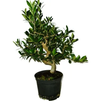 Sazenice Olivovník - olea europaea 585