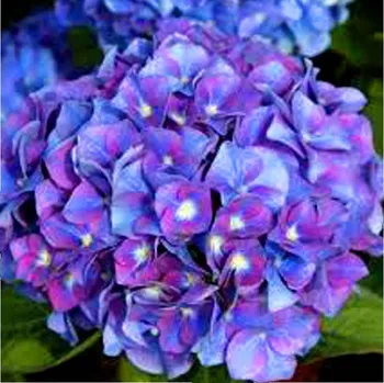 Sazenice HORTENZIE ´BLAUMEISE´ kont. 1,4L