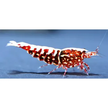 Sběratelská karetní hra Caridina sp.Red Galaxy (Pinto Galaxy)