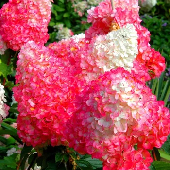 Sazenice HORTENZIE´SUNDAE FRAISE®´ ZAKRSLÁ kont. 1,4L